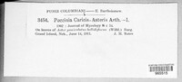 Puccinia caricis-asteris image